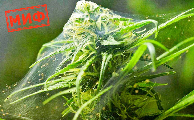 Каннабис, выращенный в ауте, может быть испорчен вредителями, плесенью и грибком