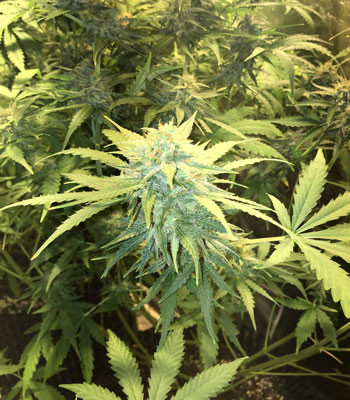 Соцветие Jack 47 Auto на 9 неделе выращивания