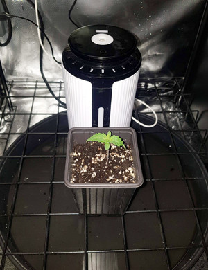 Появление второй пары листьев