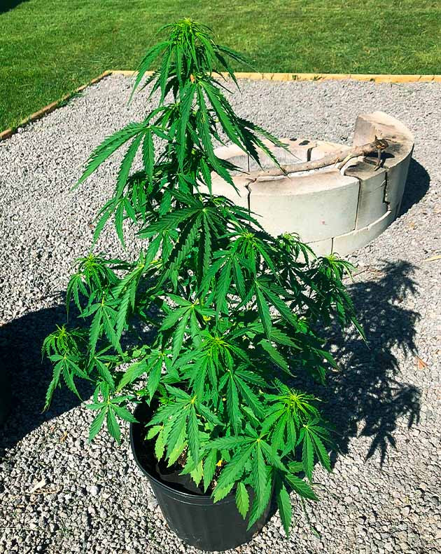 Формирование соцветий конопли