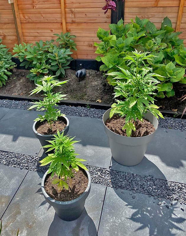 Кусты Guava Auto на 7 неделе выращивания