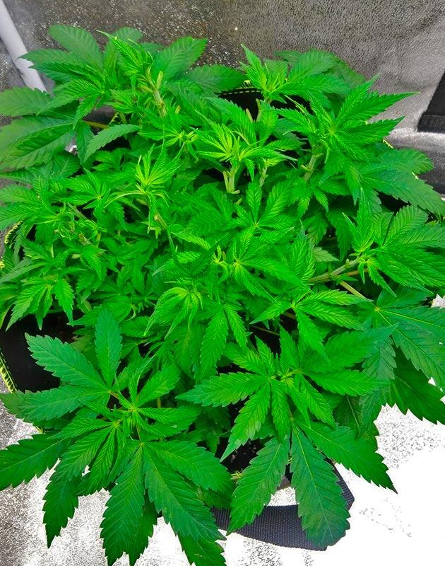 Куст каннабиса с притянутыми вниз ветвями для выравнивания кроны