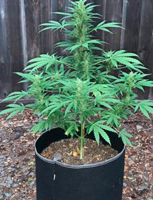 Формирование шишек на 8 неделе