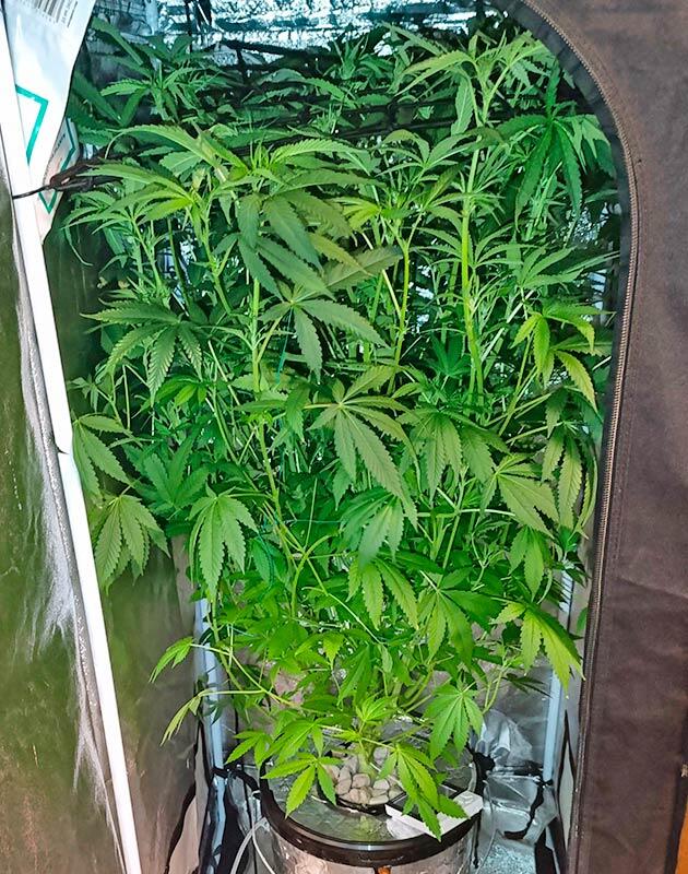 Куст конопли на 8 неделе роста