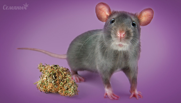 Мышь с шишкой