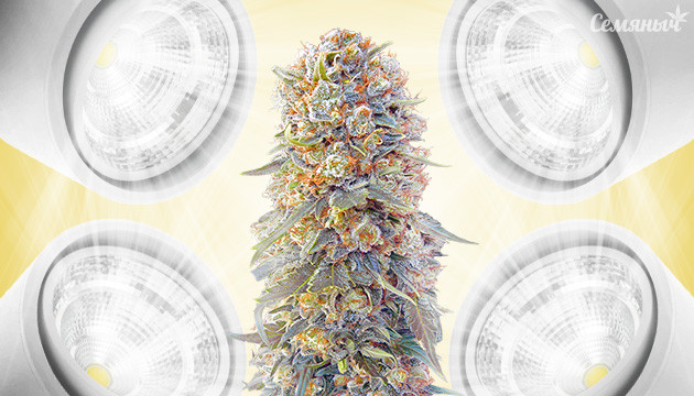 COB LED лампы для конопли