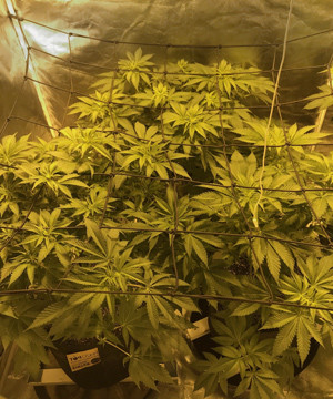 Цветение марихуаны на 7 неделе выращивания