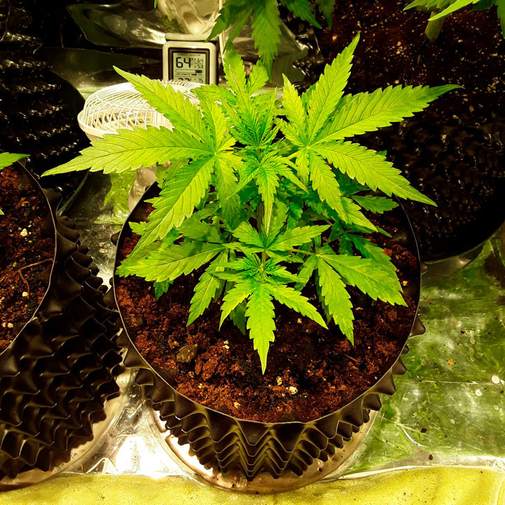 Фото Auto New York City на третьей неделе выращивания