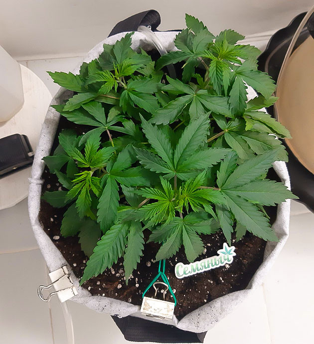 Удобрения и состояние растения