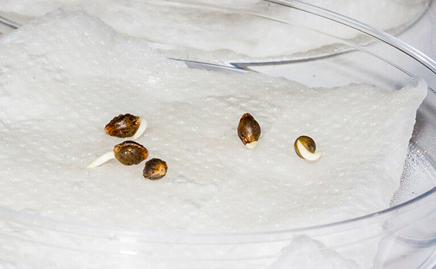 Проращивание семян на бумажном полотенце