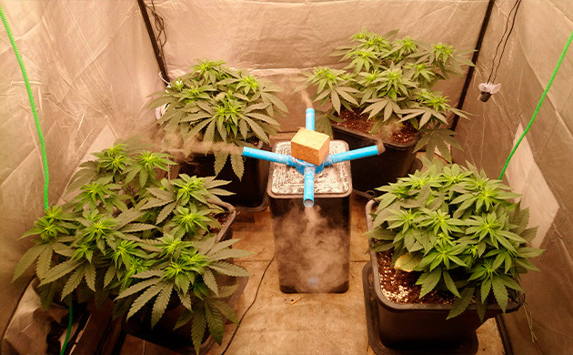 Активный набор зеленой массы