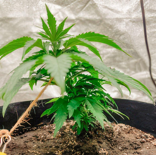 Ожог на одном листе марихуаны Растишка Dark Phoenix от GHS на стадии вегетации