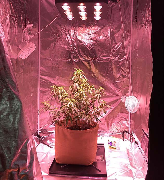 Blueberry Muffin: подготовка к топпингу