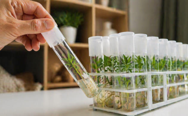 Компактная лаборатория для культуры тканей марихуаны