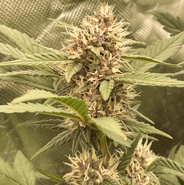 Терпены марихуаны