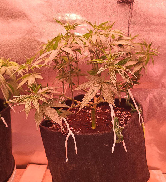 Куст Jungle Breath от сидбанка 7CH American ростом 37 см