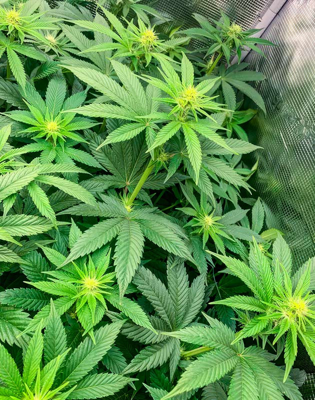 RS 11 x Banana OG ростом 50 см