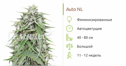 Auto NL от Female Seeds