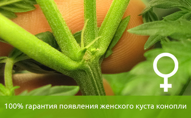 успех феминизированных семян