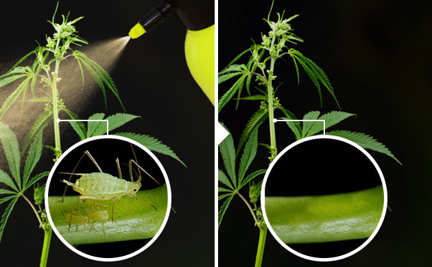 Опрыскивание конопли маслом ним