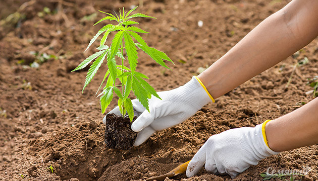 Сезонные сорта конопли