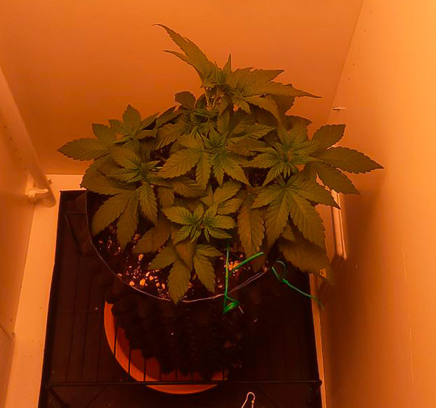 Куст Dos-Vi-Dos fem на стадии вегетации