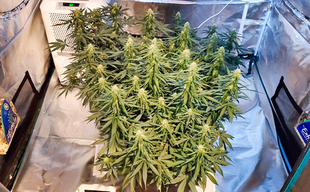 Растение Auto Lemon Kix