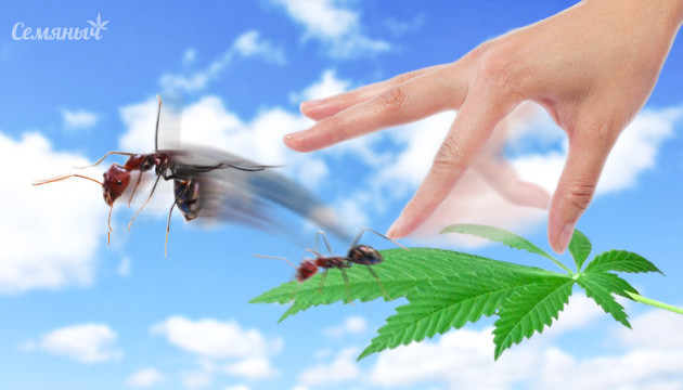 Избавление от муравьев