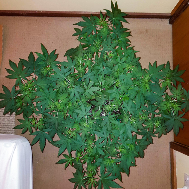 Процесс вегетации затянулся