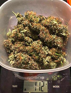 Взвешивание полученного урожая