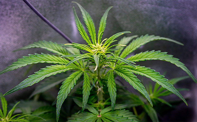 Выращивание сорта Wedding Cheesecake Auto