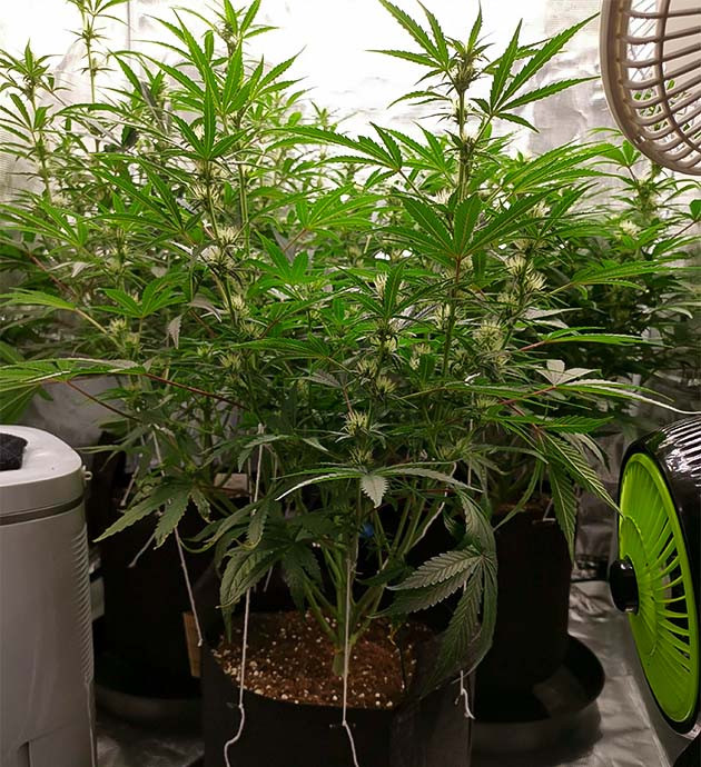 Развитие куста на 6 неделе выращивания