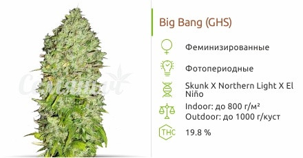 Big Bang от Green House Seeds
