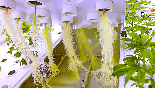 Подробнее про выращивание конопли на гидропонике