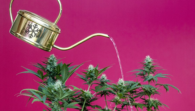 Полив ледяной водой