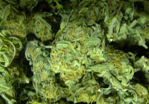 Высушенные шишки Black Jack Auto