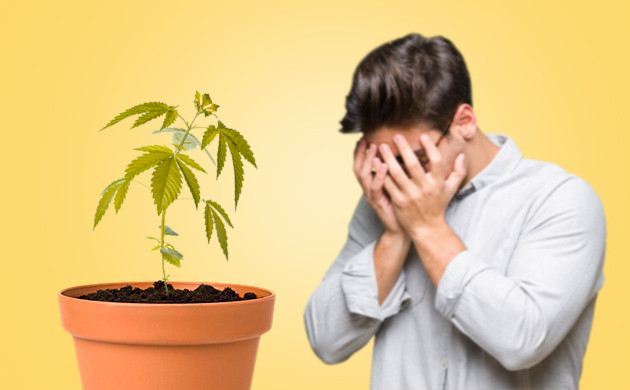 Нездоровый куст