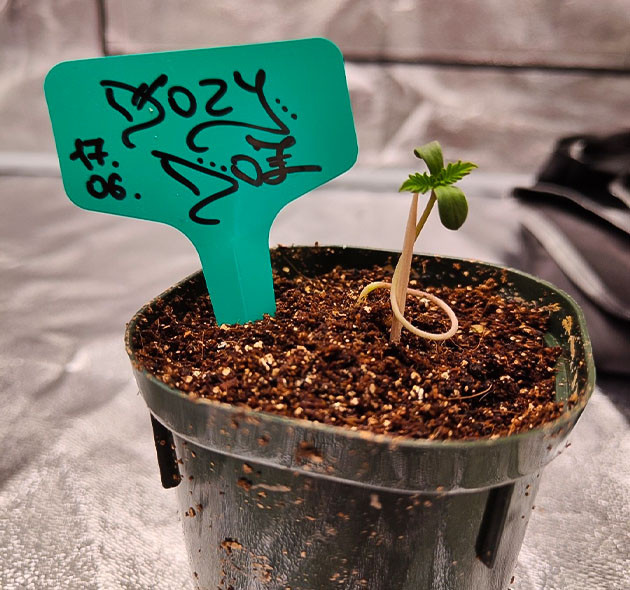 Dozy Doz дневник по выращиванию