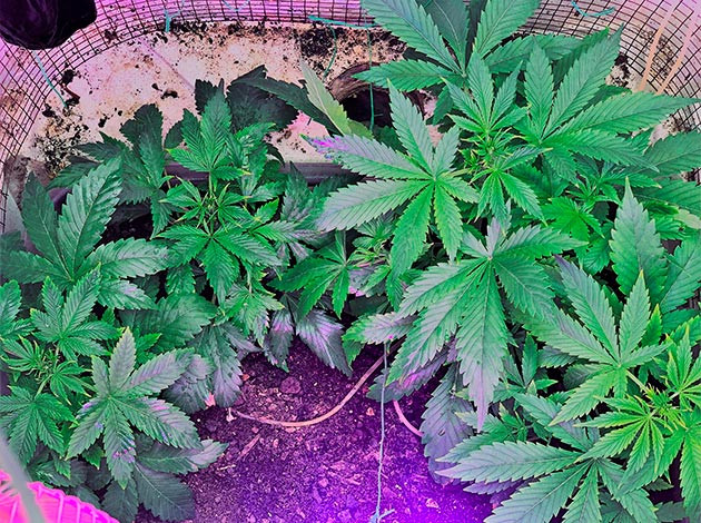 Кусты конопли на 4 неделе выращивания