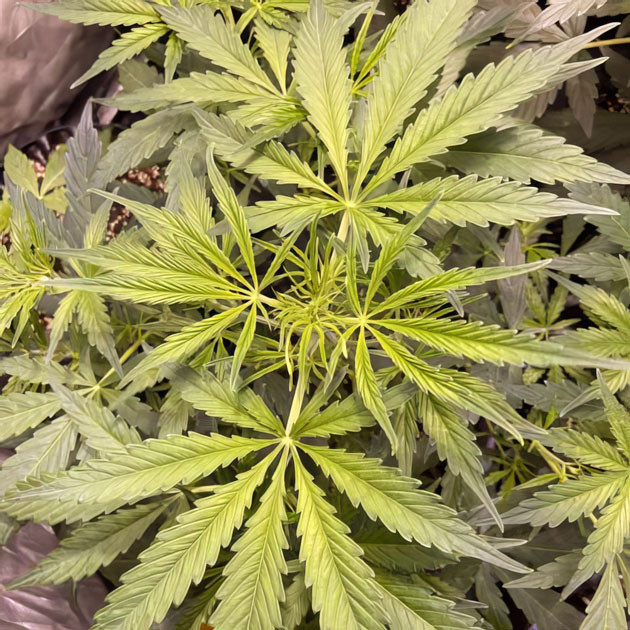 Куст Wedding Cake Auto ростом 60 см