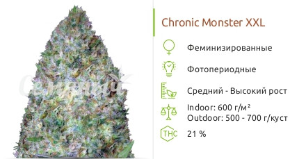 Chronic Monster XXL от Victory Seeds