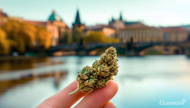 Новые законы о каннабисе в Чехии: что изменится