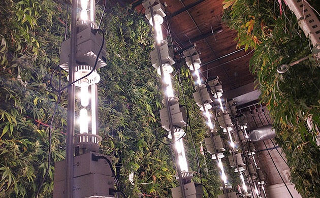 Кусты конопли растущие вдоль стены