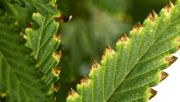 При перекорме концы листьев желтеют