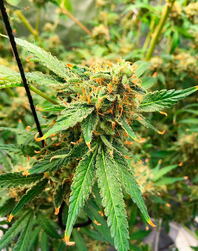 Ускорение роста шишек с помощью дополнительных ингредиентов