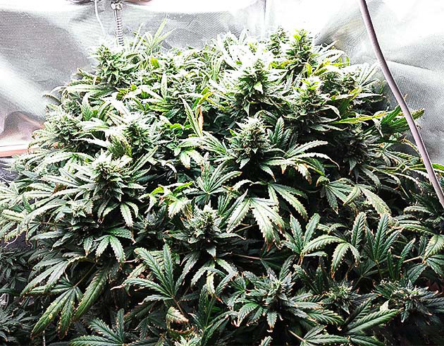 Куст на 11 неделе выращивания