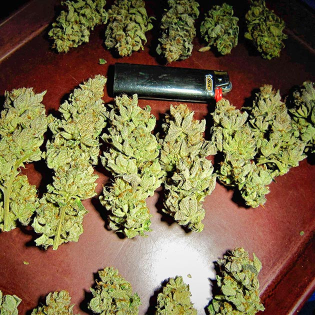 Харвест и сушка соцветий DDoS #33