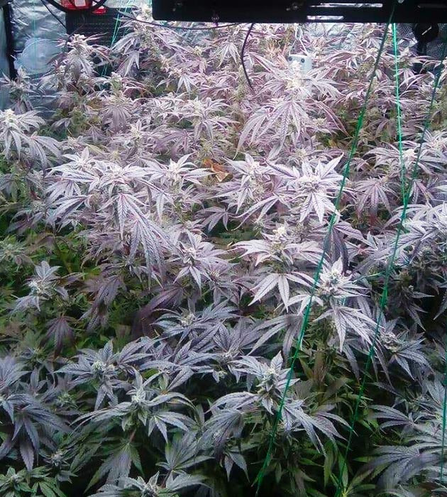 Фиолетовые растения конопли в гроутенте