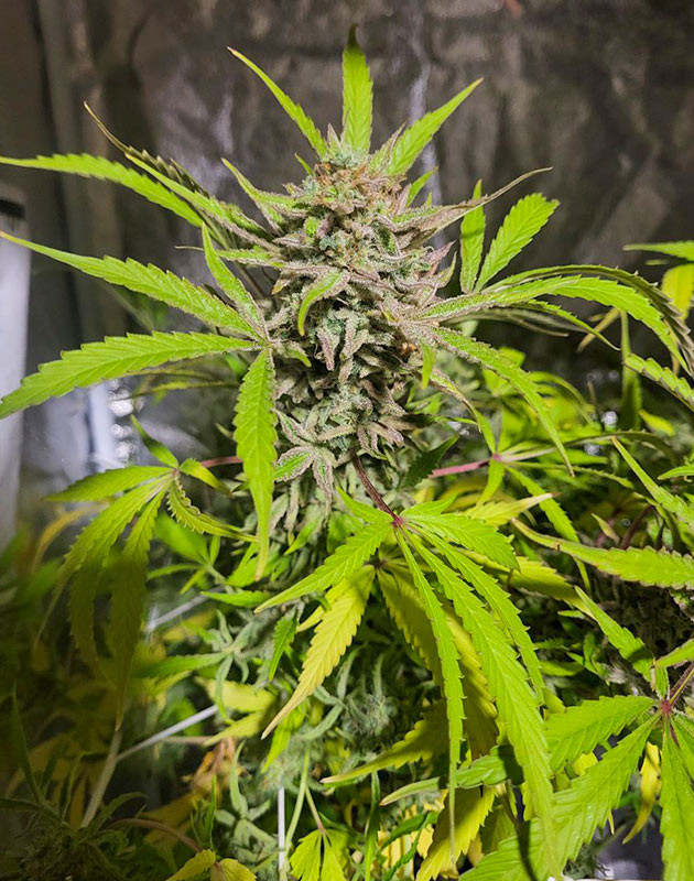 13 и 14 неделя роста Cap Junky