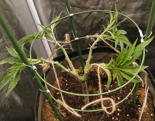 Ветви подвязанные к кольцам для тренировок